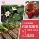 Beijing Agricultural Research Institute Strawberry Seedlings Light Pink White Strawberry Snow White Second Generation Virus-Free Seedlings Production and Breeding Balcony Fruit Seedlings Hongyan Second Generation Virus-Free Strawberry Seedlings 1