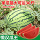 Watermelon set, watermelon seeds, watermelon balcony potted farmhouse garden melon seeds, various kinds of rock sugar Kirin watermelon seeds, 2 packs, about 100 pieces
