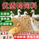 Duck feed for ducks, medium and large duck feed for small ducks, large grains of meat ducks for laying eggs, ducks, chickens and geese for nesting, duck and chicken feed 0.11Jin Jin is equal to 0.5kg, about 55g in hand