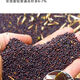 Qinyou No. 10 rapeseed black oil, black seed, short stem, high oil yield, genuine product, high cold resistance and lodging resistance Qinyou No. 10 seeds, 1 pack about 80 grams