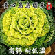 Yellow cabbage seeds are cold- and wet-resistant, chrysanthemum heart cream, yellow cabbage vegetable seeds for garden planting, yellow cabbage seeds, buy two packs, get one free, about 3,000 grains