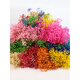 Jatu Dace Festival Dried Flowers Everlasting Gypsophila Real Flowers Home Wedding Decoration Flower Arrangement Window Soft Decoration Landscaping Dream Star Yunnan Straight Everlasting Gypsophila Light Pink About 420g