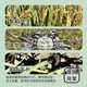 [Living Crab] Panjin River Crab Rice Field Crab River Crab Fresh Live Hairy Crab Gift Box Fat Crab Cordless Net Weight Whole Female Crab 1.8-2.1 Twelve [6]