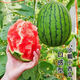 National 2k watermelon seeds thin-skin gift small watermelon pearl red watermelon non-split melon early spring ruby watermelon seeds 2K watermelon seeds/pack about 50 capsules 5 packs