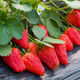 Four Seasons Cream Strawberry Seeds Spring and Autumn Home Balcony Potted Plants for Beginners Easy to Grow Fruit Red Strawberry Seeds Complete Collection of Cream Red Strawberry Seeds/pack of about 100 capsules 3 packs