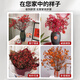 Linya Australian wintersweet flowers hydroponic real flowers New Year's Eve flowers indoor New Year fresh cut flowers festive red 20 stems straight from the source
