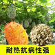 Authentic Fire Ginseng Fruit Seeds, African Honeydew Melon Seeds, Horned Melon Seeds, Mars Fruit Seeds, Sea Cucumber Fruit Special Fruit Seeds, Fire Ginseng Fruit Seeds/pack of about 25 capsules, 1 pack