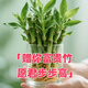 Shuzhimei Hydroponic Plant Lucky Bamboo Trial Pack Hydroponic Lucky Bamboo with Roots 10 Branches 15-20cm Straight from the Source
