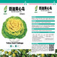 Yellow cabbage seeds are cold- and wet-resistant, chrysanthemum heart cream, yellow cabbage vegetable seeds for garden planting, yellow cabbage seeds, buy two packs, get one free, about 3,000 grains