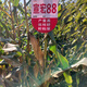 Xuanhong 88 corn seed big cob - tooth depth 2kg per bag original Xuanhong 88 corn seed 4Jin Jin equal to 0.5kg pack/bag