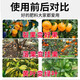 黄龙病果树专用药治柑橘脐橙黄龙病黄化病黄叶卷叶专用药营养液 3袋【买二送一】果树专用