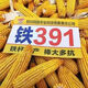 Luodong batch harvest high-yielding corn iron 391 - resistant to waterlogging, mature live rods, large cobs, iron rods with dragon heels, resistant to embroidery disease, 5500 grains