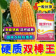 728 5,000 grains increase in quantity without price increase, national approval drought-tolerant, lodging, disease prevention and high-yielding corn seeds, national approval Longding 728-1 bag of 5,000 grains
