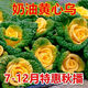 Yellow cabbage seeds are cold- and wet-resistant, chrysanthemum heart cream, yellow cabbage vegetable seeds for garden planting, yellow cabbage seeds, buy two packs, get one free, about 3,000 grains