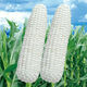 【国审】玉米种子甜糯玉米种子杂交玉米白玉米国审玉米种子 国审白玉米种子 5包约251粒
