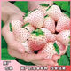 Creamy White Strawberry Seeds Four Seasons White Strawberry Seeds Vegetable Seeds and Beauty Home Potted Balcony Planting Creamy White Strawberry Seeds/Pack About 100 capsules 5 packs