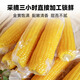 Jingxiansheng & Mengzhibao MON BEAU Inner Mongolia organic sweet waxy corn 200g+-10g x8 sticks 1.6kg straight from the source