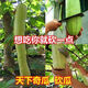 Newly planted this year, magical cucumber seeds for four seasons, pumpkin seeds, climbing vines, melon and fruit seeds, rapeseed seeds with high yield. Magic cucumber seeds/pack, about 6 capsules, 1 pack