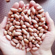 New Peanut Rice Shandong Shelled Peanut Rice Loose Peanut Rice Peanut Rice Large Peanut Kernel Pressed for Oil and Drink 5 Jin Jin is equal to 0.5 kg Shelled Peanut Rice Medium Fruit 5 Jin Jin is equal to 0.5 kg