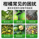 黄龙病果树专用药治柑橘脐橙黄龙病黄化病黄叶卷叶专用药营养液 3袋【买二送一】果树专用