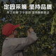 Jingmi Guangxi Rong'an second generation smooth kumquat and kumquat net weight 3Jin Jin is equal to 0.5kg, single fruit 9g + fresh fruit source direct delivery
