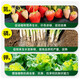 Instant high-efficiency compound fertilizer nitrogen, phosphorus and potassium general flower, fruit and vegetable compound fertilizer nitrogen, phosphorus and potassium fertilizer 10-100Jin Jin equals 0.5kg High-efficiency instant multi-element compound fertilizer 100Jin Jin equals 0.5kg