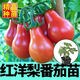 Red pear, yellow pear, cherry tomato seedlings, tomato cherry tomato seeds, four-season potted plants, balcony courtyard, 3 red pear + yellow pear tomato seedlings each