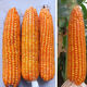 Guangxi corn variety Qinghong 511 hard-kernel quality corn seeds are adapted to medium and low altitudes Qinghong 511 corn seeds 2Jin Jin equals 0.5kg/bag