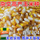 High-yielding corn seed Xinxing 204, short stem, lodging resistance, disease and insect resistance, large stick double-rod gene, Academy of Agricultural Sciences, Agricultural Research Institute, three-line hybrid - Xinxing 204 double-rod gene, seed dressing + yield increase guidance, about 4199 seeds per mu of land