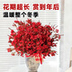 Linya Australian wintersweet flowers hydroponic fresh branches dry branches real flowers New Year's Eve flowers indoor New Year flowers winter winter plum fresh cut flowers Australian wintersweet 8 branches festive red free pendant