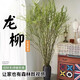Dragon Willow Fresh Branches Hydroponic Plant Snow Willow Dried Branches with Buds and Willow Branches Living Room Green Plants and Flowers Indoor Potted Plants Easy to Grow Dragon Willow Fresh Branches 60cm High 10 Branches Pruned and Delivered + Nutrient Solution