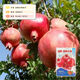 Sweet and crisp pomegranate seeds, pure sweet pomegranate seedlings, cold-resistant balcony garden potted ground planting seeds planted in the south and north, sweet and crisp pomegranate seeds, 3 packs of about 150 grains