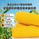 Jingxiansheng & Mengzhibao MON BEAU Inner Mongolia organic sweet waxy corn 200g+-10g x8 sticks 1.6kg straight from the source