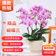 European bud Phalaenopsis potted plant with buds, living room office desktop, good for all seasons, flowers and green plants for opening, fairy pink Phalaenopsis 6 foils, with buds + ceramic flower pots, good with potted plants