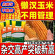 High-yielding corn seed Xinxing 204, short stem, lodging resistance, disease and insect resistance, large stick double-rod gene, Academy of Agricultural Sciences, Agricultural Research Institute, three-line hybrid - Xinxing 204 double-rod gene, seed dressing + yield increase guidance, about 4199 seeds per mu of land
