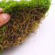 Jingga artificial moss turf landscaping bionic fake moss micro landscape layout ornaments lawn bonsai potted plant pavement decoration filamentous moss light green 100g