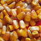 Big cob corn seed Xinyu 812 is disease-resistant, insect-resistant, high-temperature-resistant and high-yield, the first gold grain original Big cob corn seed Xinyu 812 is disease-resistant, insect-resistant, high-temperature and high-yield, No. 1 gold