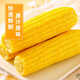 Maíz ceroso dulce fresco del noreste, 180 g-220 g, maíz ceroso amarillo, envasado al vacío, reemplazo de comida dulce cerosa suave, 180 g-220 g, maíz ceroso amarillo, paquete de 4