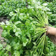 Eat as you plant, seasoning vegetable seed combination, easy to grow heat-resistant balcony potted vegetables in all seasons in spring, small-leaf coriander seeds, 2 packs, about 2,000 seeds, one pack, about 1,000 seeds