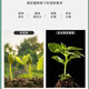 Agricultural nitrogen fertilizer small particle urea nitrogen 46% vegetable flower planting general fertilizer potted home gardening fertilizer urea 5Jin Jin equal to 0.5 kg