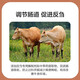 Premixed calf fattening cattle feed for rapid fattening and weight gain without pulling the frame