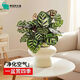Peacock arrowroot potted green plant indoor foliage all-season evergreen air purification office lazy small potted plant Peacock arrowroot + Michelin circle resin pot with pot