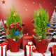 Merry Christmas small pine potted plant
