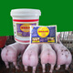 Kuadasu pig feed premix, fattening concentrate additive for pigs, eat more and reduce feces. Buy 10 packs and get 1 pack free.