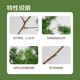Like smoke and fog Penglai pine 3 pieces
