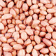 New Peanut Rice Shandong Shelled Peanut Rice Loose Peanut Rice Peanut Rice Large Peanut Kernel Pressed for Oil and Drink 5 Jin Jin is equal to 0.5 kg Shelled Peanut Rice Medium Fruit 5 Jin Jin is equal to 0.5 kg