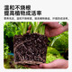 Worthlin universal nutrient soil flower soil large bag organic vegetable and flower planting soil green radish peat soil 50Jin Jin is equal to 0.5kg refined nutrient soil