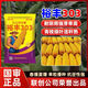 Yufeng 303 corn seed, short stem, lodging and drought resistant, double stick, nationally approved drought and flood resistant bract seed, approved by the Academy of Agricultural Sciences, 4200 grains, big stick dehydrates quickly