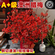 Linya Australian wintersweet flowers hydroponic fresh branches dry branches real flowers New Year's Eve flowers indoor New Year flowers winter winter plum fresh cut flowers Australian wintersweet 8 branches festive red free pendant