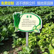 Introduction to Vinoya vegetables, vegetable garden vegetable patch, vegetable signage, vegetable variety display board, introduction to vegetables and fruits, 20x30cm (smaller size) 01 type + free stainless steel pole and screws